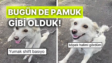 Ayran Görünce Mutluluktan Deliye Dönen Yumak Köpeğin O Anlarına Bayılacaksınız