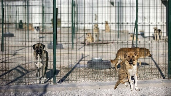 Sokak köpekleri ve barınaklar için belirtilen kaynağı ayırmayan belediye başkanlarına da 6 aydan 2 yıla kadar hapis cezası verilecek.