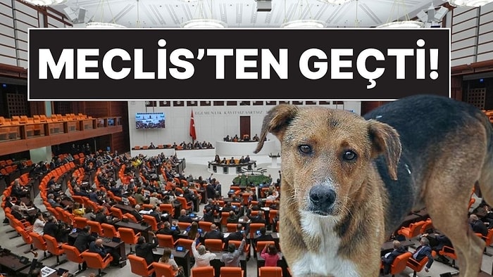 Sahipsiz Köpek Düzenlemesi Protestolar Eşliğinde Yasalaştı: 275 Kabul Oyu!