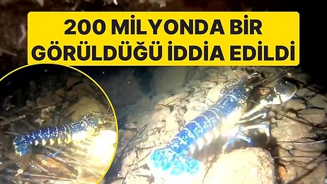 200 Milyonda Bir Görüldüğü İddia Edildi, Ayvalık'ta Ortaya Çıktı: Mavi Istakoz Sosyal Medyada Gündem Oldu