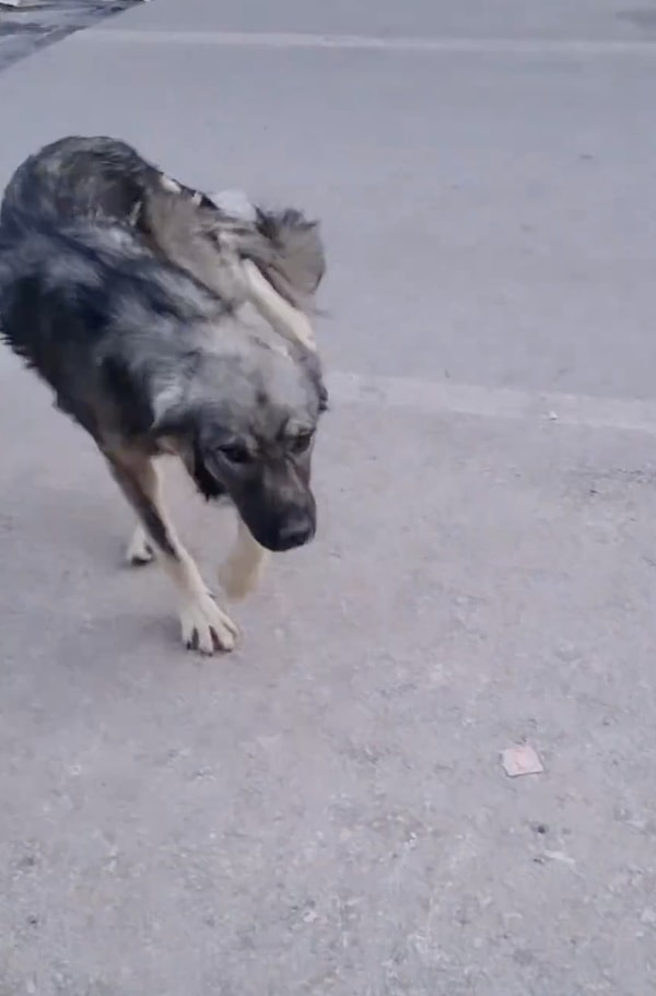 Kadınlar bir süre Kuytu'ya ne olduğunu anlayamadılar, kaza olabileceğinden şüphelendiler.