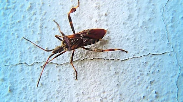 Latin Amerika'da sık görülen 'chagas' hastalığına sebep olan bu örümcek insanları tam olarak dudak bölgesinden ısırıyor, dudak bölgesindeki kanı emmekten hoşlanıyor!