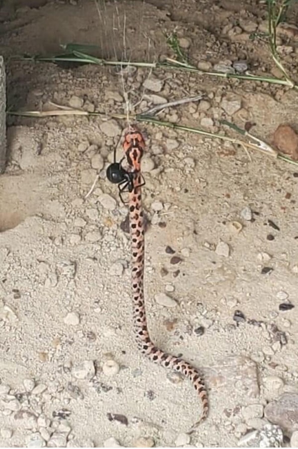 11. Black Widow, Teksas'ta bir Doğu Hognose'u yakaladı.