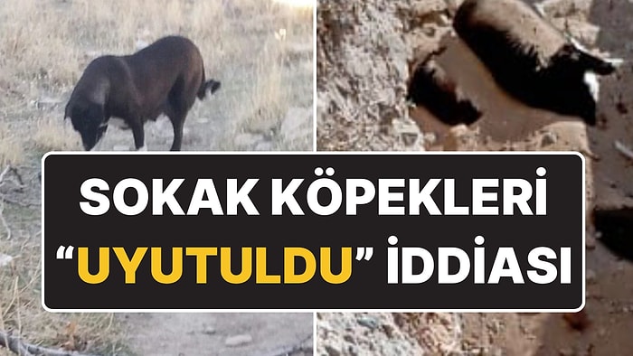 Niğde’deki Hayvan Katliamı İçin Suç Duyurusu: Belediye Kedi ve Köpekleri "Uyutup" Gömüyor İddiası