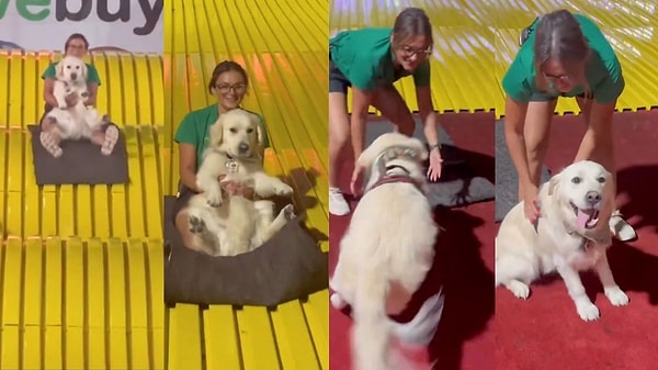 Bir hizmet köpeğinin, sahibiyle birlikte dev bir kaydıraktan kaydığı anlar sosyal medyada gündem oldu.