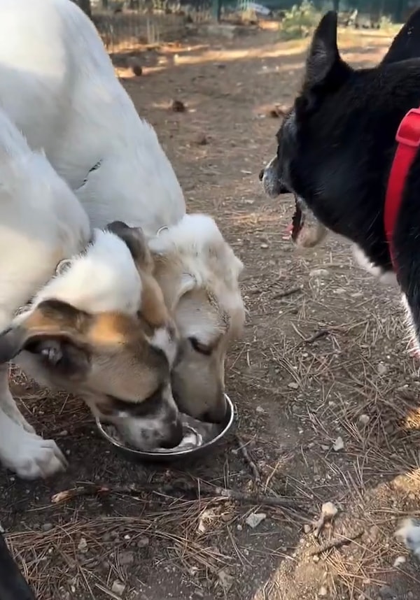 Su içen tatlı iki köpekten kendine sıra gelmediğini fark eden siyah köpek havlayarak dikkatlerini dağıttı.