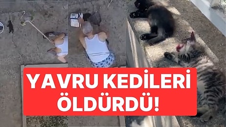 Manisa'da Kan Donduran Görüntü! 3 Yavru Kediyi Fırça Sapıyla Öldürdü