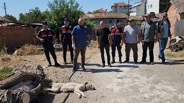 Şikayetler üzerine İl Jandarma Komutanlığı ekipleri, köpeğe eziyet eden E.A.’yı gözaltına aldı. Adliyeye sevk edilen şüpheli, ifade verdikten sonra serbest bırakıldı.