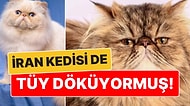 Aslında O da Tüy Döküyormuş: İran Kedisi Hakkında Mutlaka Bilmeniz Gerekenler