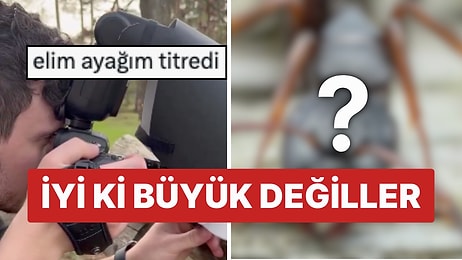 İyi ki Büyük Değiller: Makro Lensle Çekilen Karıncanın Korkutucu Görüntüsü