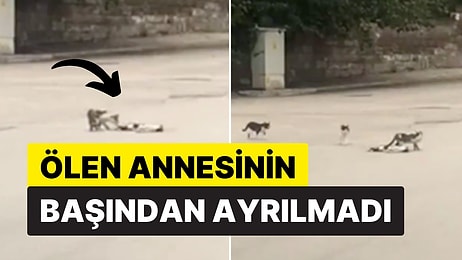 Karabük'te Yavru Kedi, Araba Çarpması Sonucu Ölen Annesinin Başından Bir An Olsun Ayrılmadı