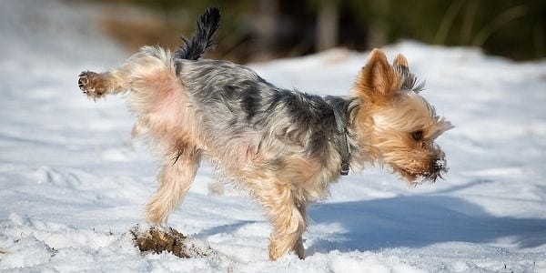 Bacak kaldırma hareketini küçük köpekler daha çok tercih eder. İdrarlarını yukarı doğru püskürterek gerçek boyutlarından daha büyük bir izlenim yaratırlar. Bu sayede büyük köpeklere gözdağı verirler.