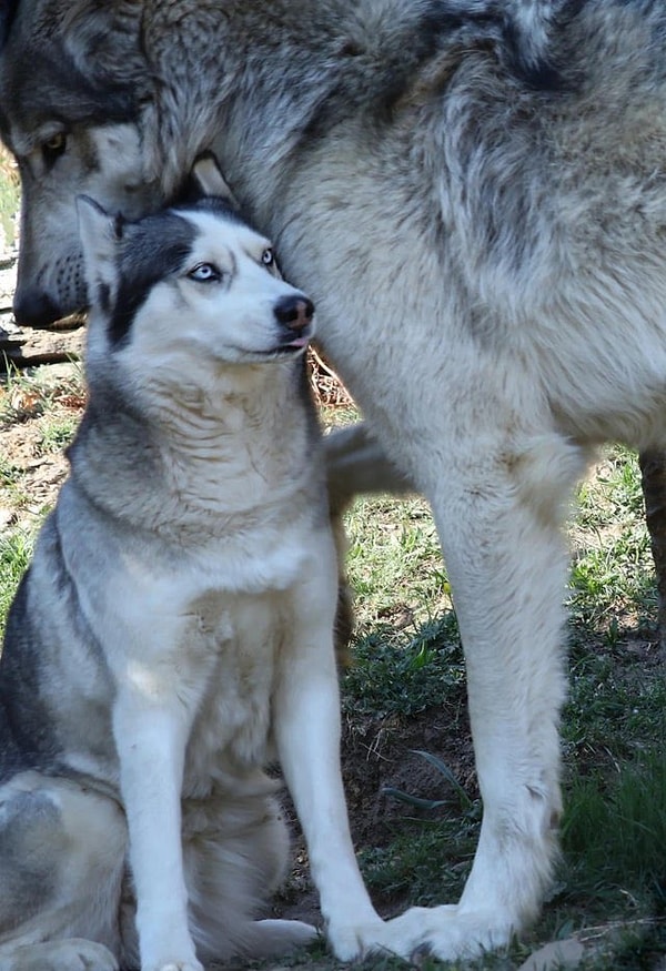 2. Bir kurtun yanındaki Husky köpeği.