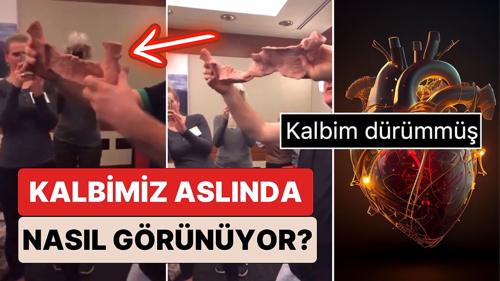 Neden Daha Önce Kimse Göstermedi? Kalbimizin Aslında Nasıl Bir Yapıya Sahip Olduğunu Biliyor muydunuz?