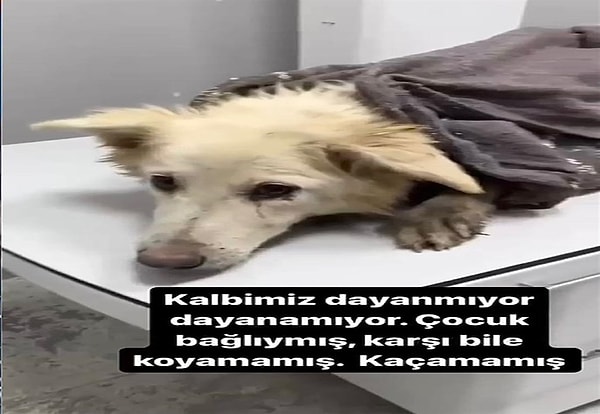 Yaralanan köpek veteriner kliniğine götürüldü ama hayatını kaybetti. Veterinerde yapılan muayenede, köpeğin vücudunda ağır travma izlerine rastlanırken, Hasan Sarılar, Ahmet Haco hakkında şikayette bulundu.