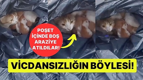 Vicdansızlığın Böylesi! Yeni Doğum Yapan Kedi ve Yavrularını Poşete Koyup Araziye Attı