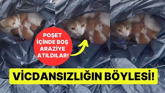 Vicdansızlığın Böylesi! Yeni Doğum Yapan Kedi ve Yavrularını Poşete Koyup Araziye Attı