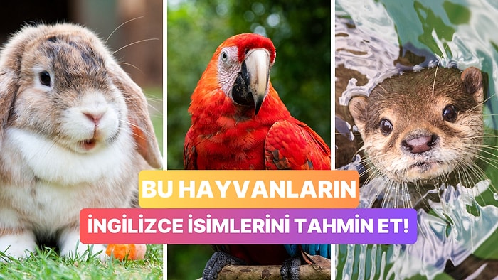 Hayvanların İngilizce İsimlerini Bilebilecek misin?