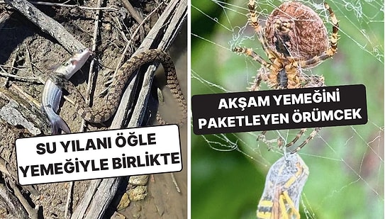 Doğanın Korkutucu Yüzünü İliklerinize Kadar Hissetmenize Sebep Olacak Birbirinden Ürkütücü 15 Yeni Fotoğraf