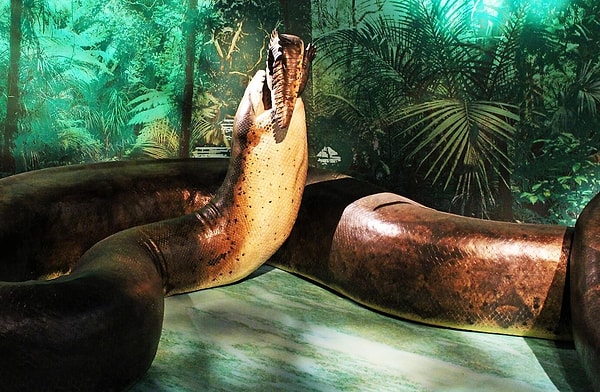 Titanoboa, yaklaşık 58 milyon yıl önce yaşadı ve bilim insanlarına göre, 10 milyon yıl boyunca gezegenin en büyük avcısı olarak hüküm sürdü. Bu dev yılanın boyu 13 metreye ulaşıyor ve ağırlığı bir tonu aşıyordu.