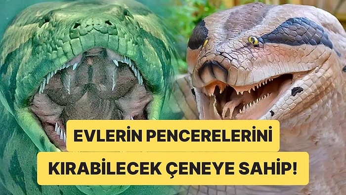 Emin Olun Hiç İstemezdiniz: Tarihin En Büyük Yılanı Titanoboa'nın Soyu Tükenmeseydi Ne Olurdu?