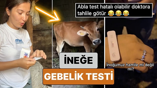 Bir Sosyal Medya Kullanıcısı Hamile Olduğunu Düşündüğü İneğine Eczanelerde Satılan Gebelik Testlerinden Yaptı