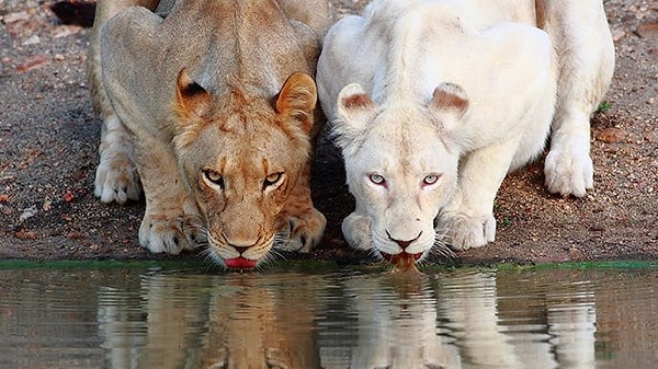 Leucism sadece melanin değil, her türlü pigmentin azalmasına neden olabilir ve genetik değil, gelişim sırasında pigment üreten hücrelerin hasar görmesi gibi nedenlerle ortaya çıkabilir.