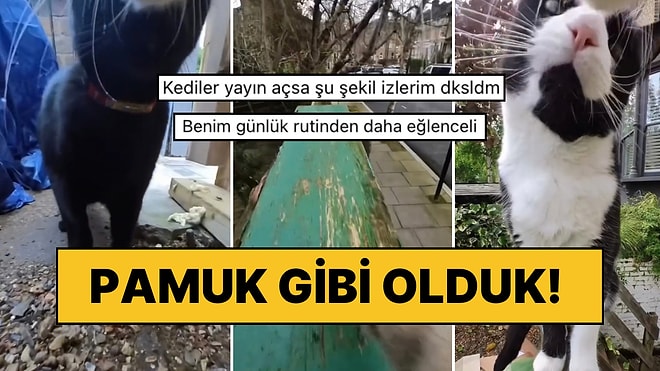 Boynuna Takılan Kamera Sayesinde Bir Günde Neler Yaptığını İzlediğimiz Kedi Hepimizi Hipnotize Etti