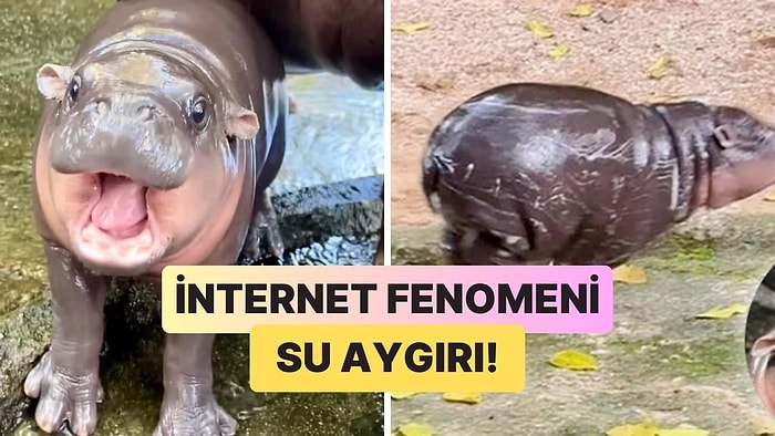 2 Aylık Su Aygırı Moo Deng Tüm Dünyanın Kalbini Fethetti! Bu Sevimli Yavrunun Ünü Neden Giderek Artıyor?