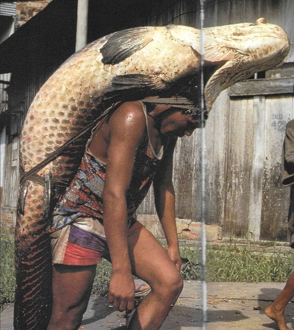 3. Osteoglossidae familyasının bilinen en büyük tatlı su balığı türü olan Arapayma (Arapaima gigas)