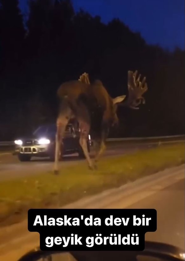 5. Alaska otobanında görülen devasa geyik