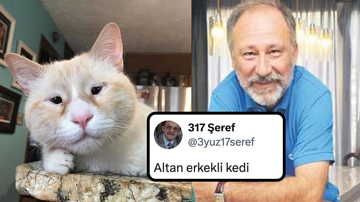 Ünlülere Benzeyen Kediler Gününüzü Şenlendirecek