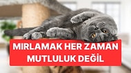 Hem Sevimli Hem de Gizemli: Kediler Neden Mırlar?