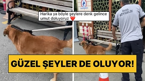 Sokak Köpeğini Her Gün Tarayan Özel Güvenlik Temiz Yüreğiyle Alkışları Topladı