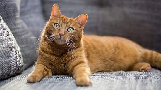 Why Do Cats Purr? The Mystery Behind Your Feline Friend's Most Endearing Sound