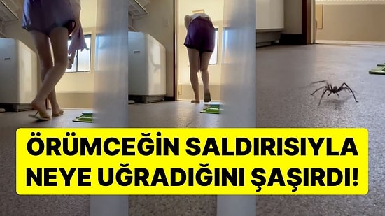 Evine Giren Örümceğe Savaş Açan Kadın Beklenmedik Bir Tepkiyle Karşılaştı: Karşı Atak Geldi