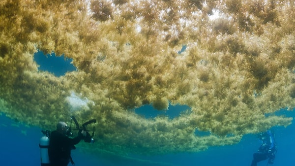 Denizi özel kılan unsurlardan biri de yüzeyde serbestçe yüzen Sargassum yosunları. Bu yosunlar birçok deniz canlısına yuva sağlarken, özellikle kaplumbağalar için yiyecek ve barınak sunuyor. Sargasso, aynı zamanda nesli tükenmekte olan yılan balıkları, beyaz merlin ve kambur balinalar gibi önemli türlere de ev sahipliği yapıyor.