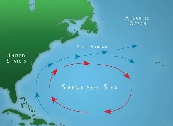 Dört tarafında akıntılar var. Saat yönünde dönen akıntılar bir girdap oluşturuyor. Bu girdabın adı da Kuzey Atantik girdabı. Akıntılar tarafında belirlendiği için de bu denizin sınırları sürekli değişiyor.