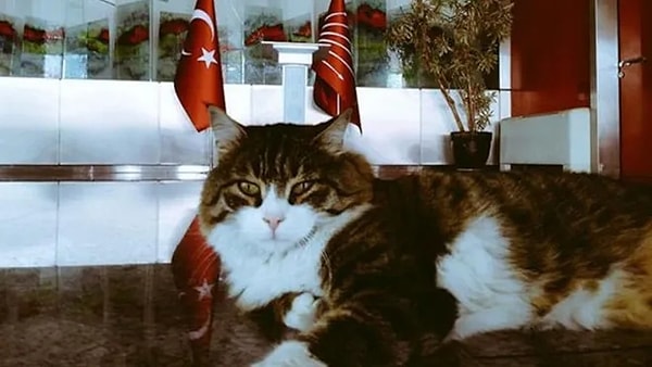 Şero'nun bir süredir tedavi gördüğü Cat Hospital Kedi Hastanesi Başhekimi Doktor Tarkan Özçetin, Şero'nun bu sabah yaşamını yitirdiğini duyurdu.