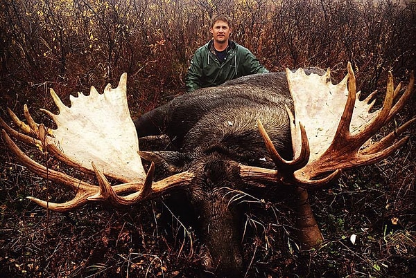 A massive moose spotted on an Alaskan highway.