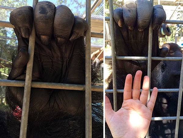 A tiny gorilla hand.