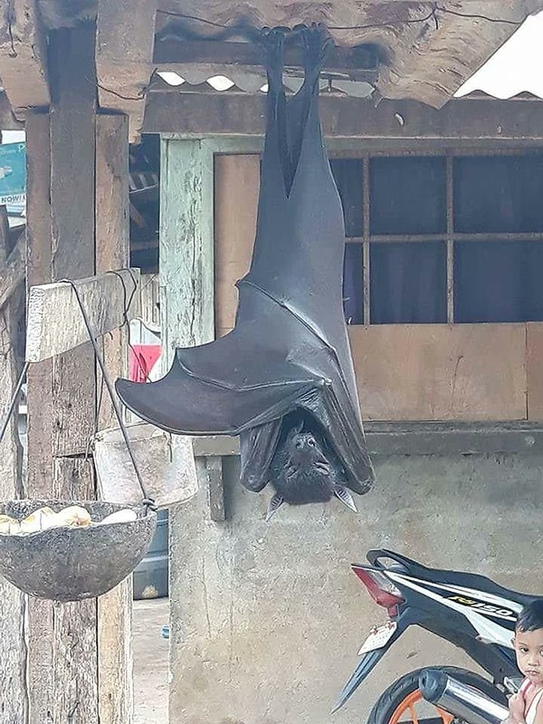 The giant golden-crowned flying fox.