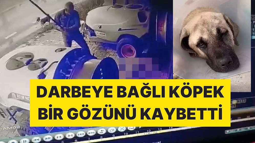 'Tavuğunu Yedi' Diye Sokak Köpeğini Sopayla Dövdü: Adli Kontrolle Serbest Bırakıldı