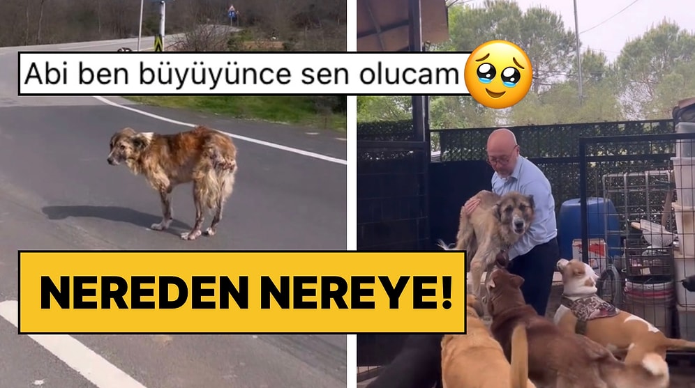 İyi İnsanlar İyi ki Var! Yolda Hasta Halde Bulduğu Köpeği Hayata Döndüren Hayvansever Gönülleri Fethetti