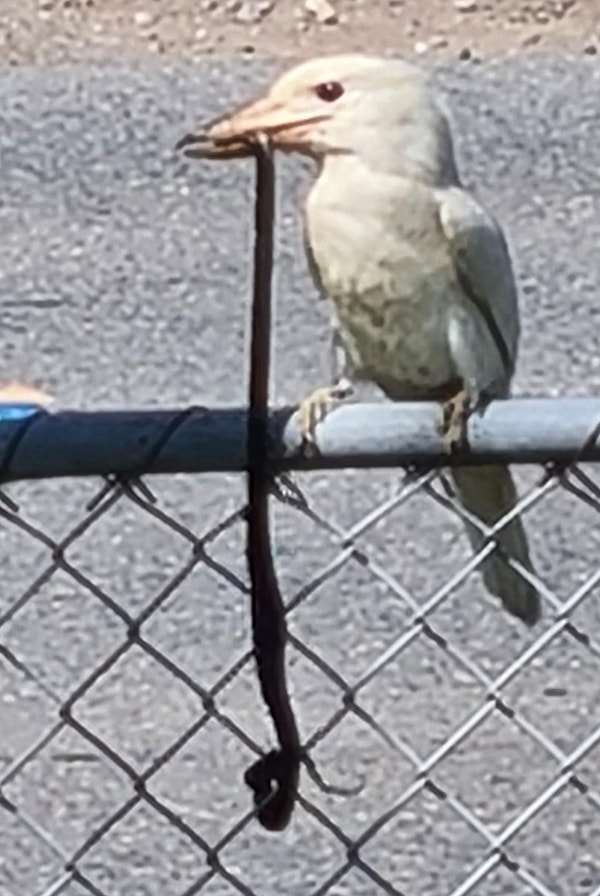 1. Albino kookaburra yılan yiyor