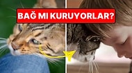 Sevgi Göstergesi mi? Dört Ayaklı Tüylü Dostlarımız Kediler Neden Bize Kafasını Sürter?