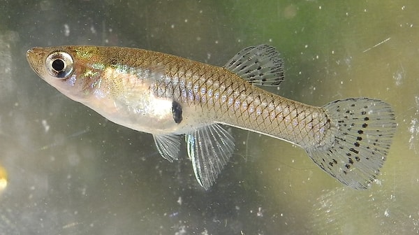 Örneğin, sivrisinek balığı olarak bilinen ''Mosquitofish'', sivrisinek larvalarıyla besleniyor. Sadece bu balıkların beslenme düzeninde meydana gelecek değişiklik bile besin zincirini olumsuz etkileyerek ekosistemde zincirleme reaksiyonlara yol açardı.