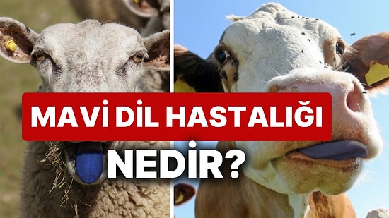 Mavi Dil Hastalığı Nedir? Mavi Dil Hastalığı Nasıl Bulaşır, İnsana Bulaşır mı?