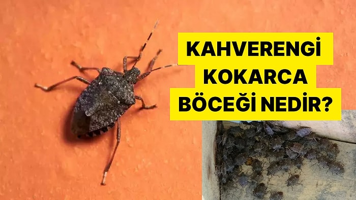 Anavatanı Uzak Doğu Olan Kokarca Böceği Pek Çok İlimizi İstila Etti