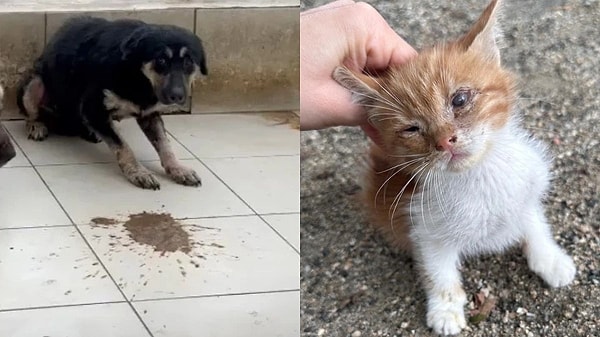 Belediyeye ait bakımevinde bakımsız ve kötü koşullarda yaşayan hayvanların görüntüleri yürekleri dağladı.